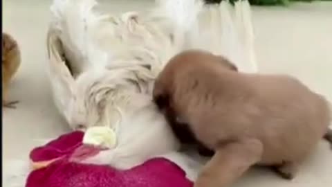 Funny Animal Videos | Cute Animal Videos