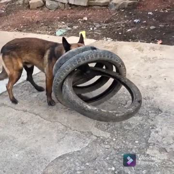 Smart dog helps his human moves tires and figures out how to carry four tires in one bite..