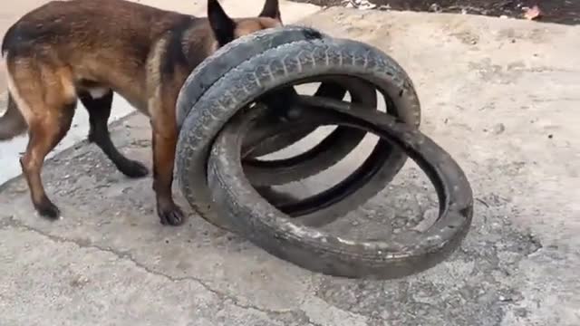 Smart dog helps his human moves tires and figures out how to carry four tires in one bite..