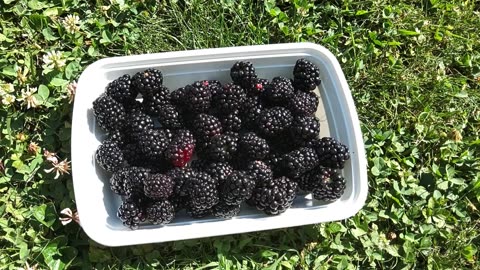 Harvesting Triplecrown Thornless Blackberries 6/24/24