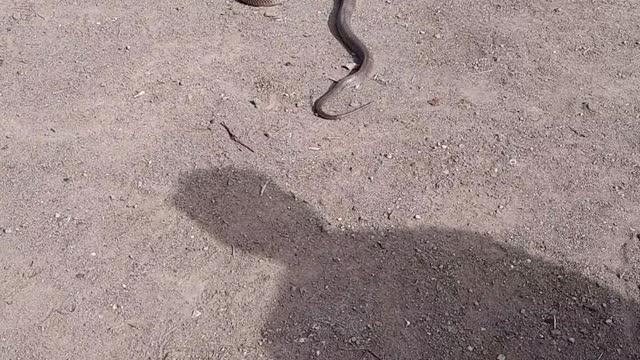 King Cobra snake at farm 🐍