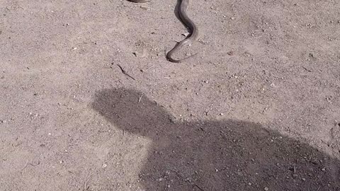 King Cobra snake at farm 🐍