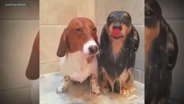 Lovely dog's funny video 🤣🤣#shortfunny