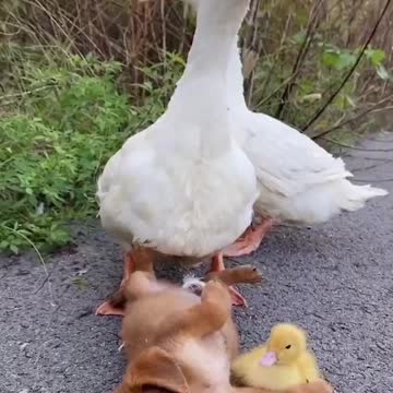 Nice duck and Dog Playing