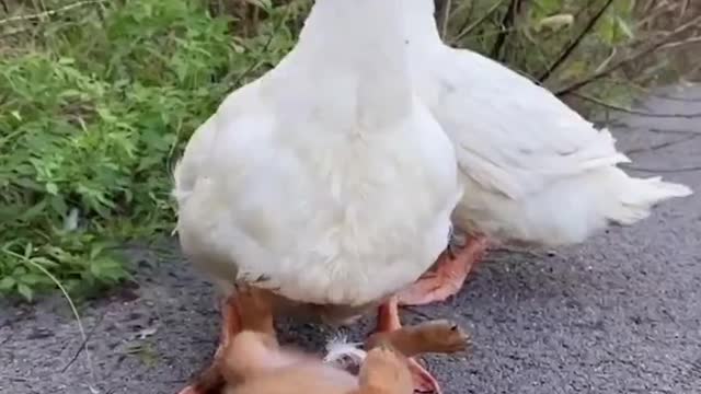 Nice duck and Dog Playing