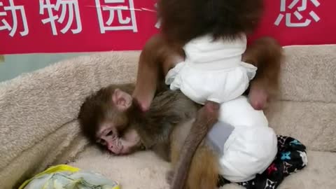 The baboon bullies the monkey too much