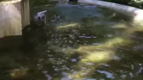 Dalmatian white black spotted dog swimming in fountain