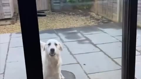 Funny video