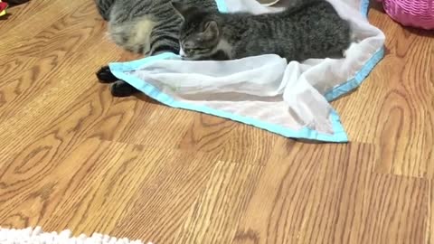 Cat 🐈🐈 chat 🐱🐱 4