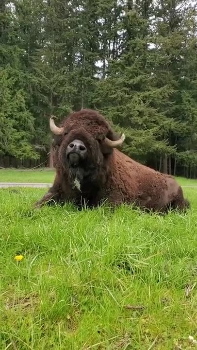 Bison Bull