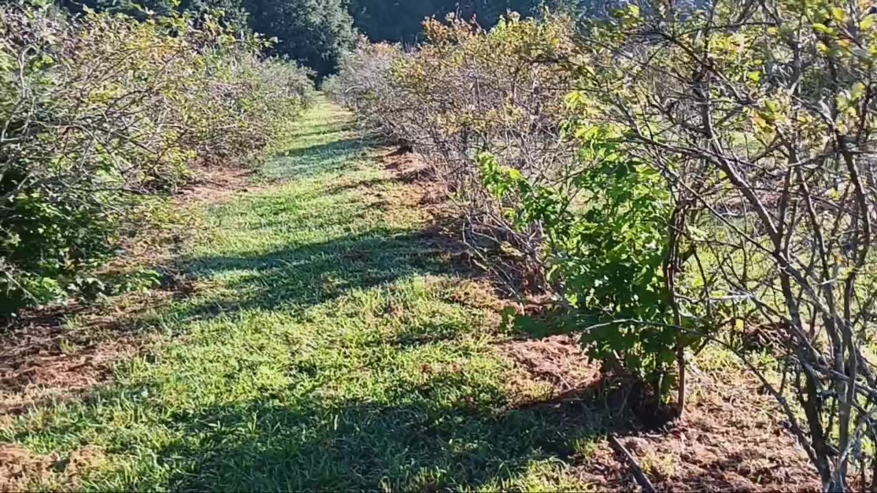 Picking blueberries at Greer Farm
