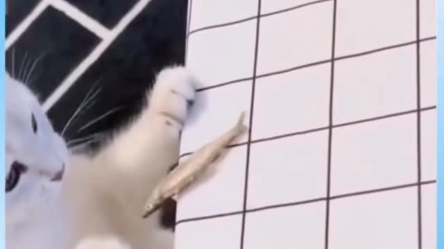 Funny Animal Compilation:Part 8