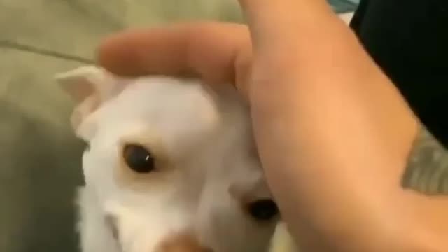 He is always angry even while being cute.