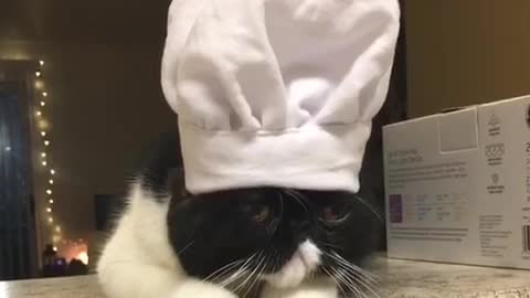 Black cat with white chef hat on