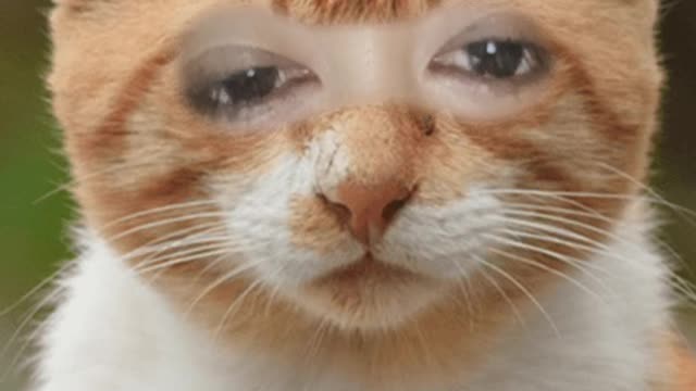 what cat is this