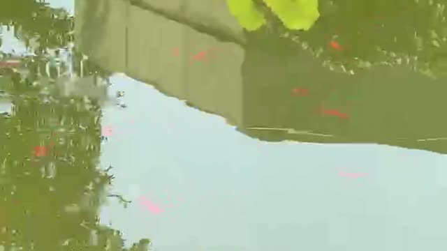 Goldfish are eating lotus
