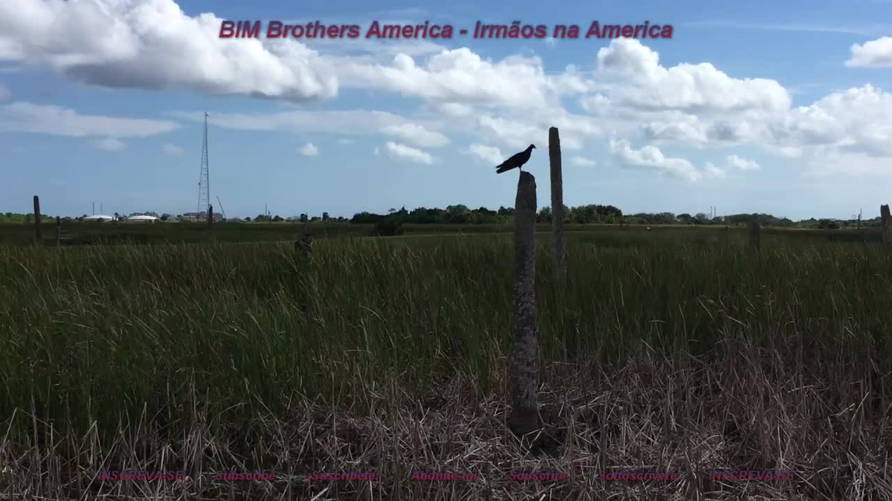 Viera Wetlands + Ritch Grissom Memorial Park + MELBOURNE + FLORIDA + ESTADOS UNIDOS - Part 3/8