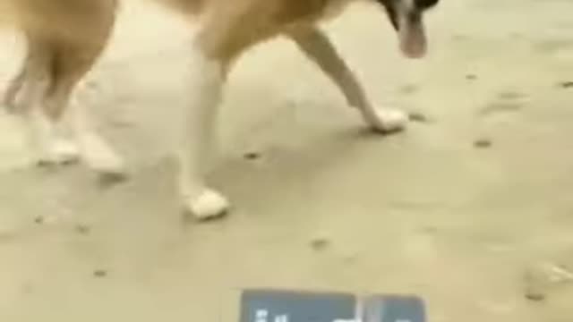 Dog know what she want and went for it