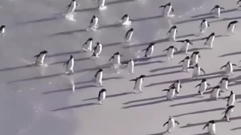 Penguin's climbing marathon