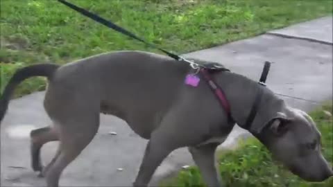 BEWARE of the Dog (Is not the breed is how you teach)
