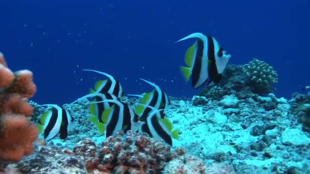 the fantastic life in the oceans