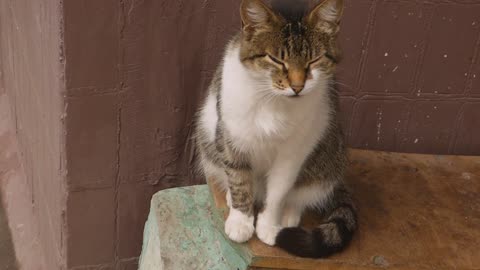 Lovely Cat cleaning its body