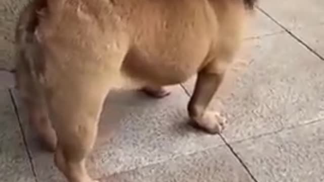 funny dogs video / collection #07