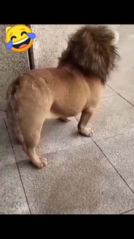 funny dogs video / collection #07