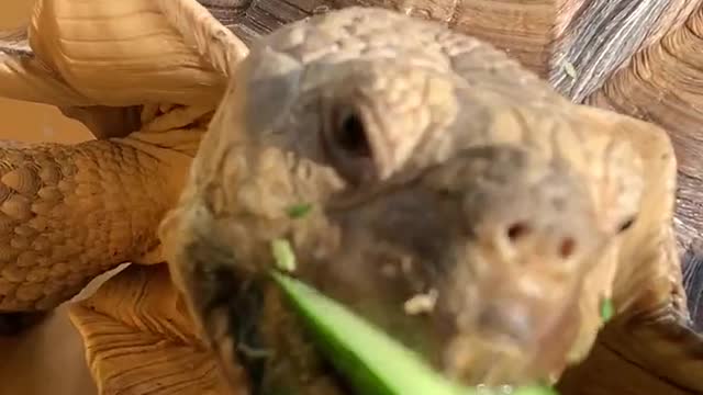 Cute turtle tortoise is having cucumber