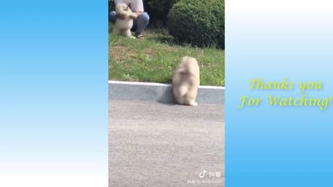 Funniest Animals EVER!!! Funny Animal Videos HD
