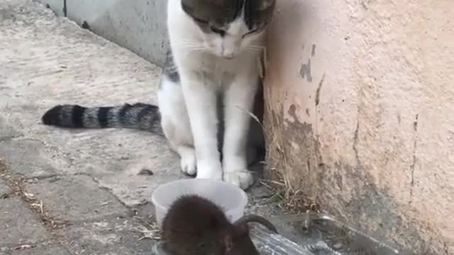 Cat vs Mouse - Fighting