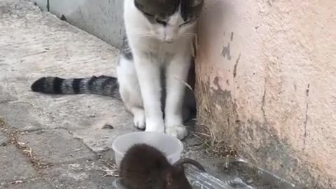 Cat vs Mouse - Fighting