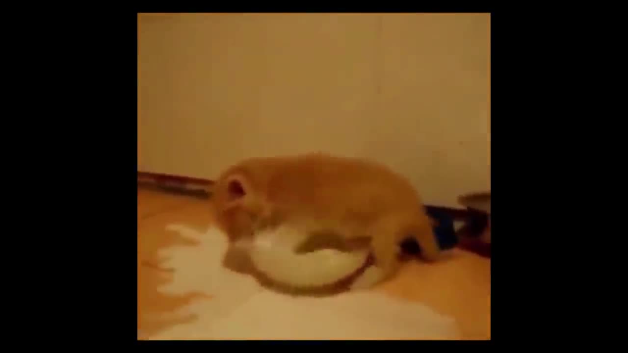 Cats Who DESTROY (A compilation)