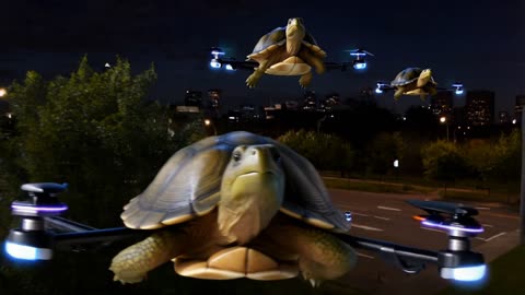 Turtles Riding Drones? You Won’t Believe This Wild Journey! 🐢🚁