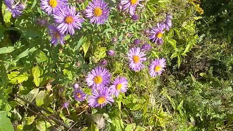 Aromatic Aster