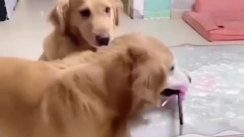 Funny videos trending funny animals prank videos