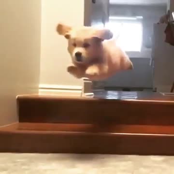 It’s a bird... it’s a plane... it’s superpup!