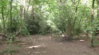 Las / Forest # 1