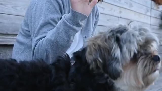 Kid Petting a Dog