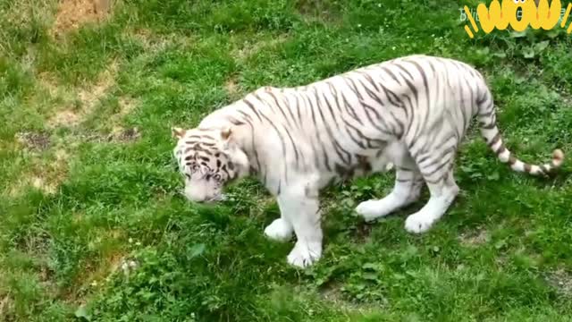 How do tigers hunt and kill food on the grassland