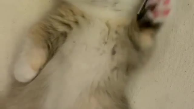 Funny cats video