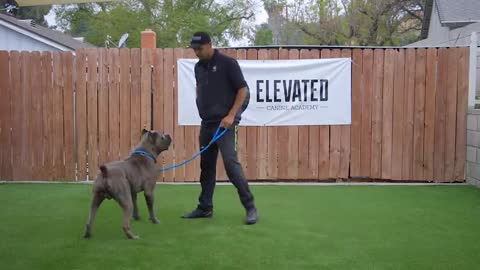 DOG TRAINING FUNDAMENTALS : LESSON -1