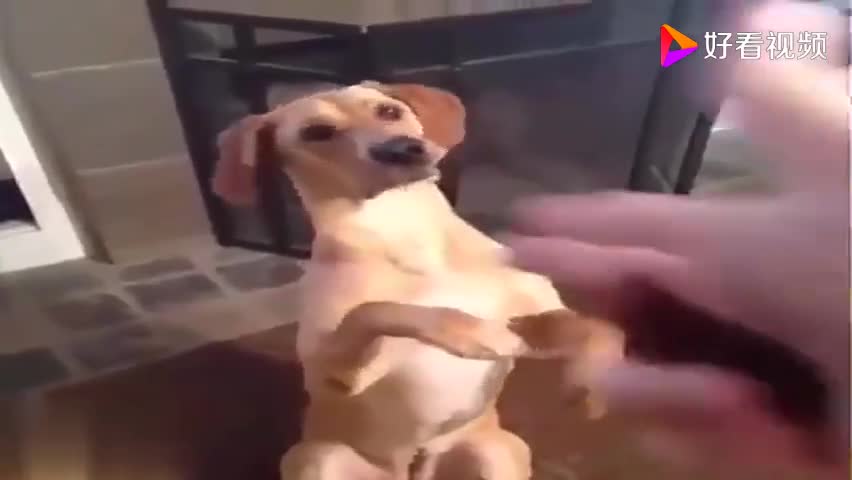 Animal funny video collection, hilarious ~