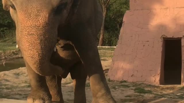 Elephant dance...