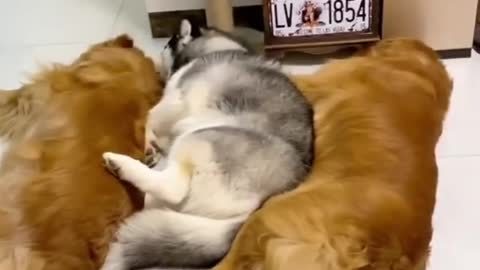 cat and dog have friend