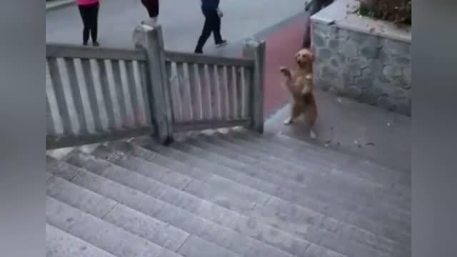 Cute dog