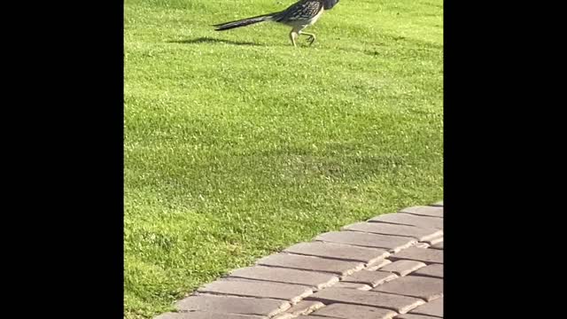 Baby dove killed by a road runner - Dinner is served