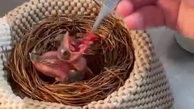 Crested coua chicks come with mouth targets to help us maintain maximum snack-uracy 🎯🎯🎯