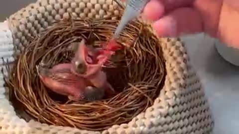 Crested coua chicks come with mouth targets to help us maintain maximum snack-uracy 🎯🎯🎯