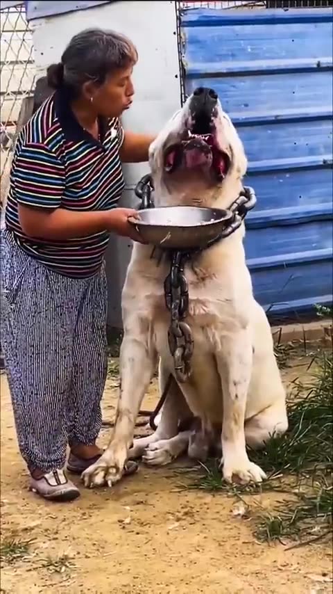 Monster Alabai - Central Asian Shepherd Dog _shorts